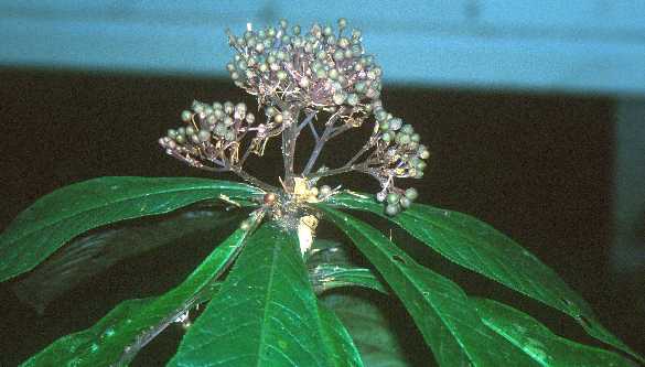 Ardisia pellucida ssp. lancetillensis