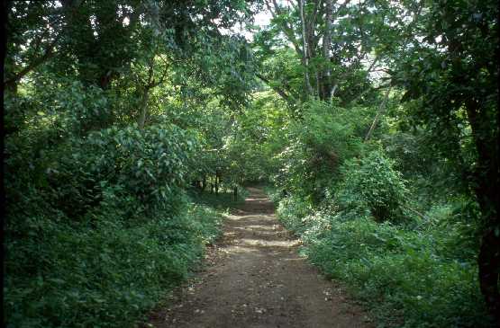 Lancetilla BioReserve