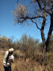 Zimbabwe Acacia