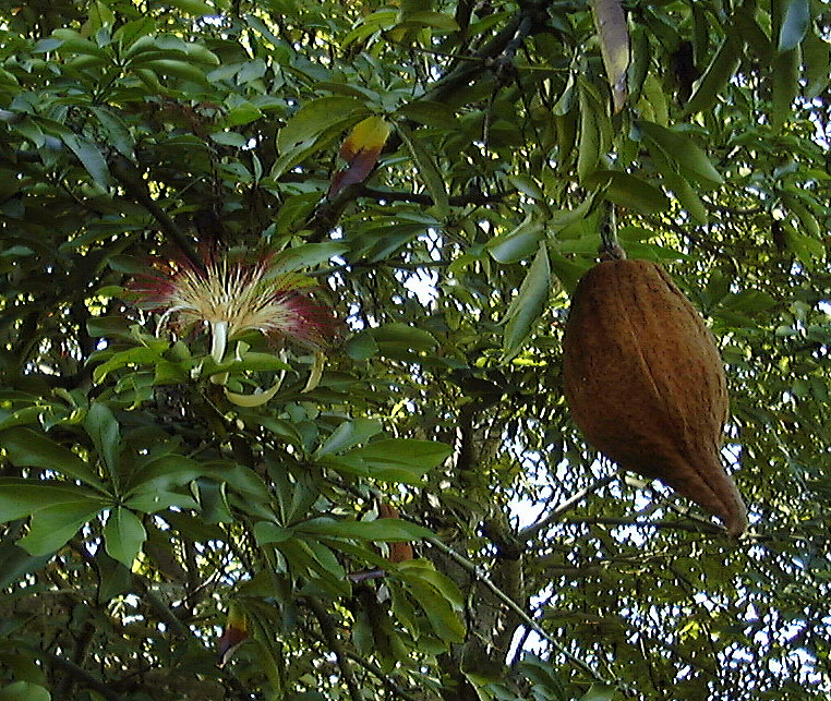 http://www.virtualherbarium.org/gl/Pachira%20aquatica%205774A.jpg