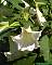 Brugmansia suaveolens