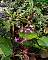 Bletia purpurea