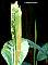 Alpinia galanga