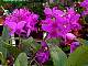 Cattleya skinneri Prout