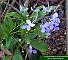 Clerodendrum myricoides Ugandense