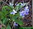 Clerodendrum myricoides Ugandense