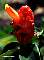 Costus woodsonii