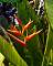 Heliconia x nickeriensis Red Nicki