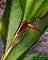 Heliconia wilsonii