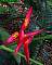 Heliconia Pedro Ortiz