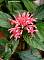 Justicia carnea