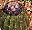 Melocactus