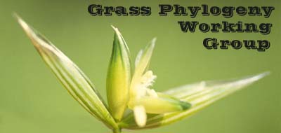 Grass Phylogeny Working Group