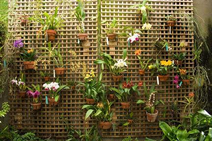 Conservatory Orchid Wall