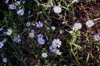 Aster dumosus