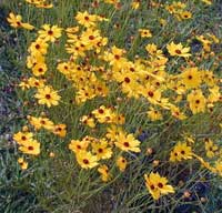 Coreopsis leavenworthii