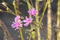 Vernonia blodgettii