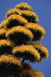 A golden agave blossom attracts bees from throughout the Garden.