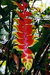 Fairchild Tropical Botanic Garden collections feature a variety of dazzling heliconias from around the world.