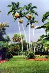 The Montgomery Palmetum offers an ever-changing vista of palms.