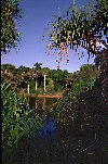 Pandanus plants line the shores of a lowland lake, framing the view.