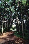 Pathways through the Garden lead visitors into peaceful, shady groves