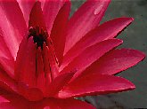 Nothing can equal the beauty of a tropical water lily against a deep blue pond.