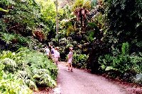 The rainforest display contains true rainforest species collected from tropical forests in Latin America and other locations.