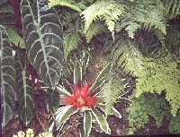 Fairchild conservatory displays feature a lush array of plants.