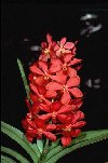 Brilliantly colored orchids grow on Garden trees and inside the Garden's conservatory.