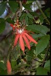 Fairchild collections include a wide variety of tropical flowering vines.