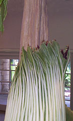 A. titanum, Sept 1