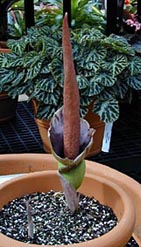 A.henryi 4-19-01