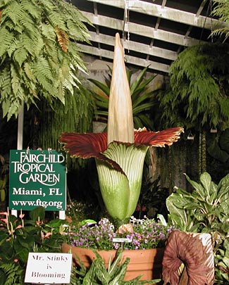 A.titanum 5-12-03, 10:00 pm EDT