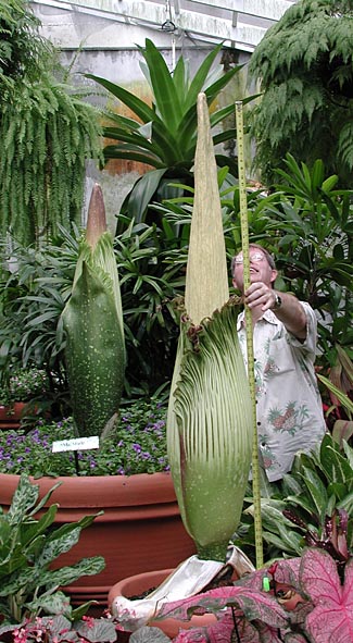 2 Amorphophallus titanum, Mr. Stinky & Audrey III, 5-3-03