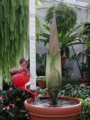 Craig Allen waters A. titanum 5-9-01, 68 in.