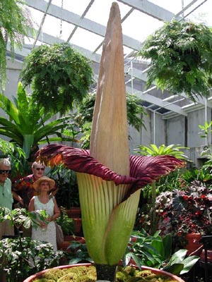 amorphophallus titanum blooming. Amorphophallus titanum in full