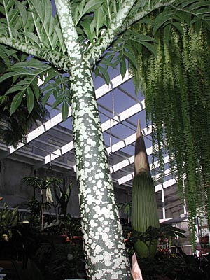 amorphophallus titanum. Amorphophallus titanum