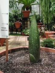 A. titanum 4-26-01