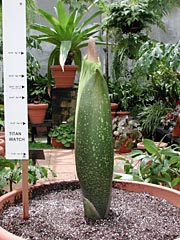 A. titanum 5-1-01