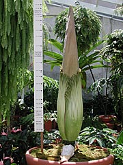 A. titanum 5-12-01