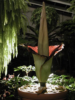 amorphophallus titanum blooming. Amorphophallus titanum comes