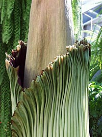 A. titanum detail 5-14-01, 7:25 pm