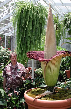 The Amorphophallus Titanum. Amorphophallus titanum