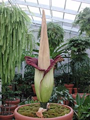 A.titanum 5-17-01