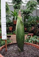 A.titanum   5-2-01