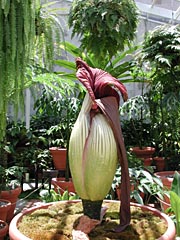 A.titanum 5-20-01