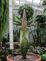 A. titanum 5-8-01