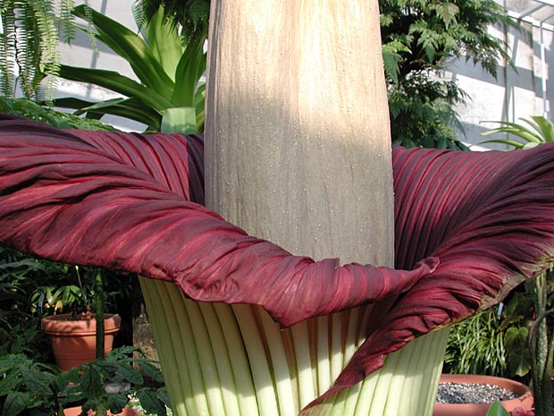 amorphophallus titanum araceae. amorphophallus titanum araceae