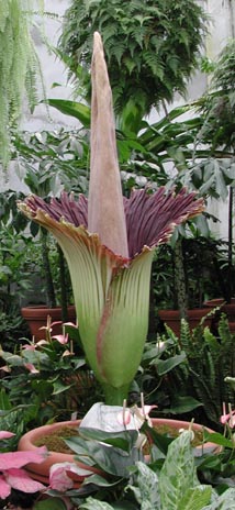 A. titanum, 6-27-01, 6 pm